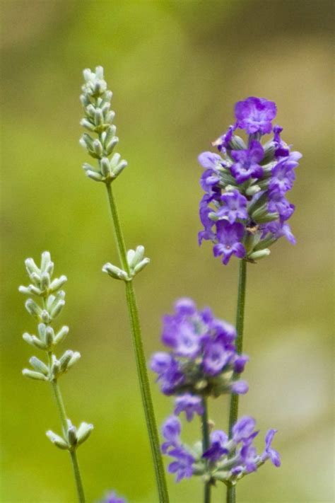 English vs French lavender - BOTH French lavenders! | Lavender plant, French lavender, Lavender ...