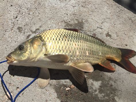 Caught A Common Carp On Floyd Lamb State Park Pond Tule Springs Lake