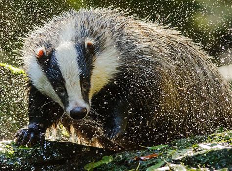 Badger Cull Could Spill Into Shropshire Shropshire Star