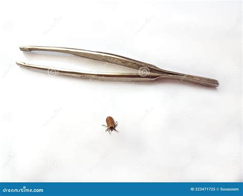 Scrabbling Tick On A White Sheet Of Paper Tweezer To Remove The