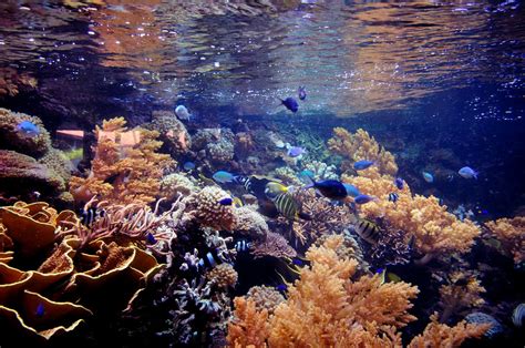 Beautiful Marine Life Underwaterworld Was The Highlight Of Flickr