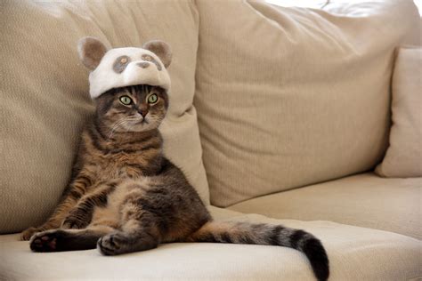 A Fuzzy Tale Of Japans Famous Cats In Hats The Japan Times