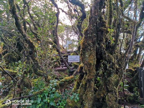 This the sequel of maleficent from 2014. Mossy Forest Cameron Highland - Hutan Seperti Filem The ...