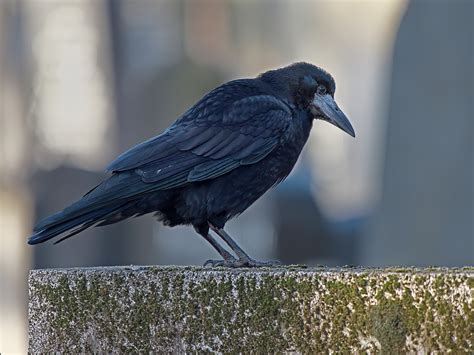 Saatkrähe f (genitive saatkrähe, plural saatkrähen). *Saatkrähe* (Forum für Naturfotografen)