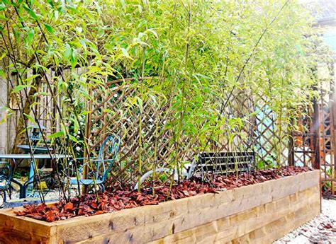 Nachbar UBoot Planet quelle jardiniere pour bambou Pakistan Böse Peinlich
