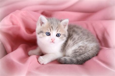 Watch a persian kitten grow! Lilac Cream and White Teacup Exotic Short Hair KittenUltra ...