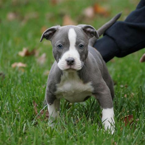33 American Bulldog Puppy Blue Pic Bleumoonproductions
