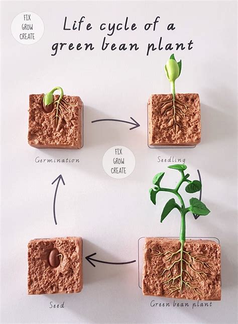 Life Cycle Of A Lima Bean Plant Nginriko