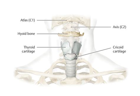 Anatomy And Physiology Of Phonation Ento Key