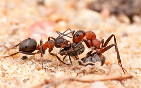 Blog What Dallas Property Owners Ought To Know About Dangerous Ants