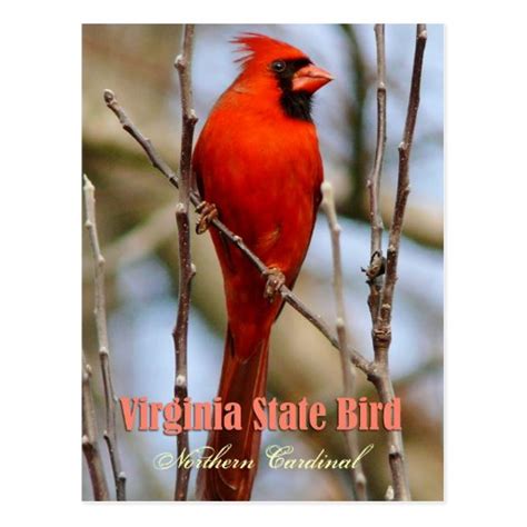 Virginia State Bird Northern Cardinal Postcard Zazzle