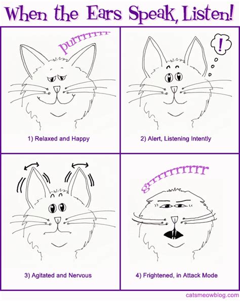 Cat Body Language Catster
