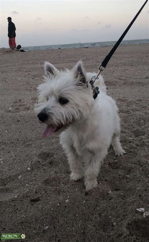 White Highland Western Terrier - Stud Dog in TX, the United States