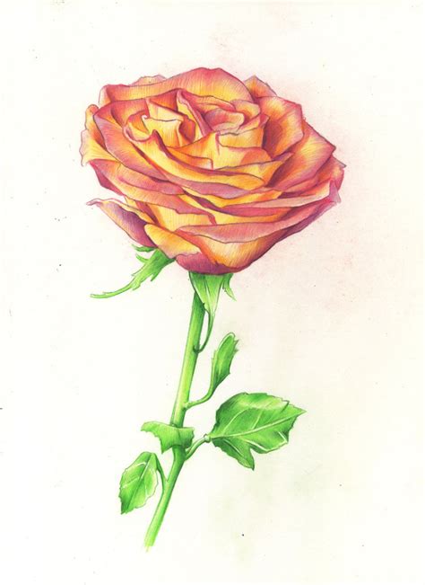 This tutorial shows the sketching and drawing steps from start to finish. Drawing Roses in Graphite Pencil and Colored Pencil