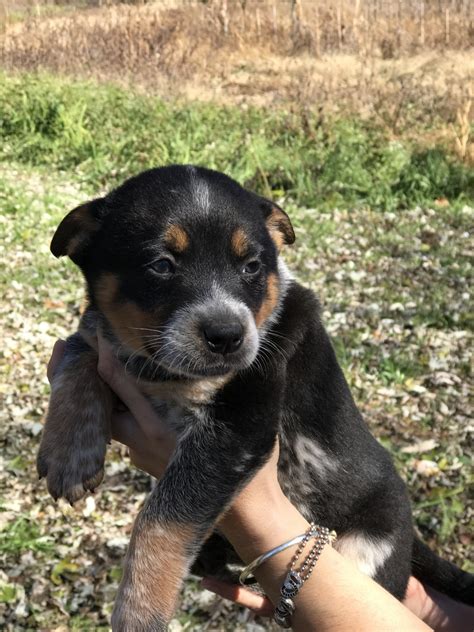 Erziehung von australian cattle dog welpen. Australian Cattle Dog Puppies For Sale | North Asheville ...