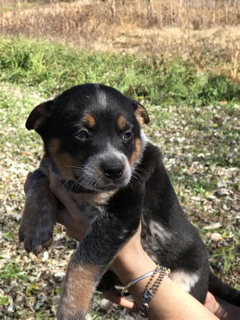 It was later imported to america and recognized by the american kennel club in. Australian Cattle Dog Puppies For Sale | North Asheville, NC #314078