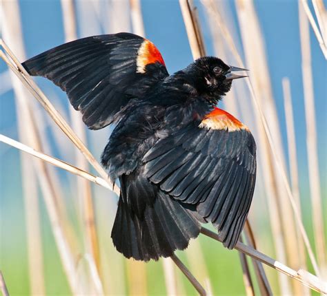 Red Winged Blackbird Audubon Field Guide