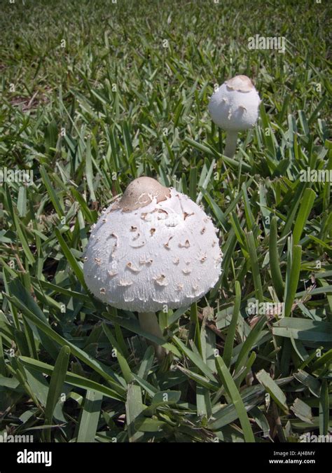 White Mushrooms Yard Lawn Grass Fungus Stock Photo Alamy