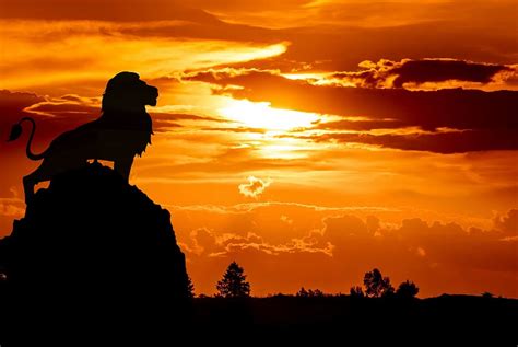 Hd Wallpaper Lion Standing In Silhouette On Rock At Sunset Photo