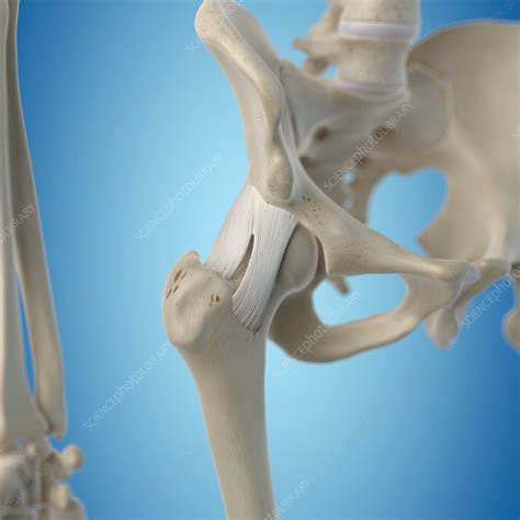 Human Hip Ligaments Artwork Stock Image F0093783 Science Photo