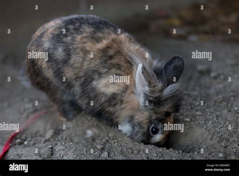 Dwarf Rabbit Digging Hole Hi Res Stock Photography And Images Alamy