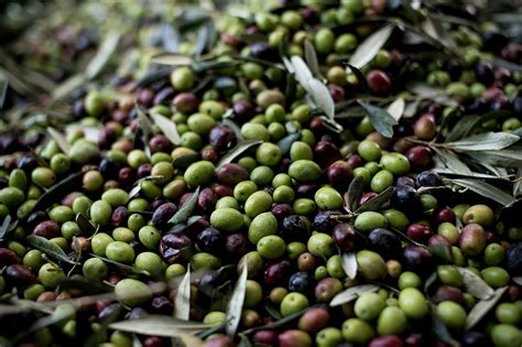 The Extra Virgin Olive Oils Of Puglia