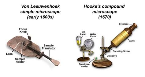 Compound Microscope Parts Labeled Diagram And Their Functions Rs