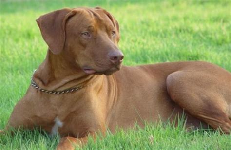 How Much Does A Rhodesian Ridgeback Cost Pettime