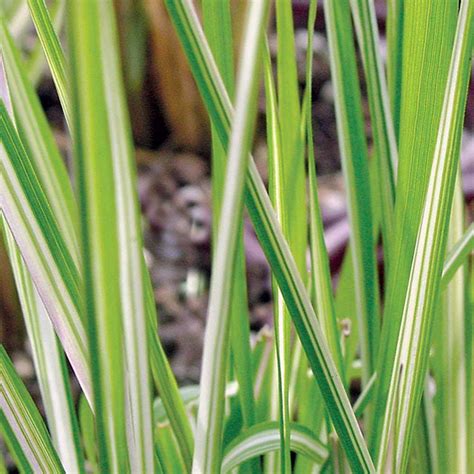 Avalanche Reed Grass Foothills Nurseries
