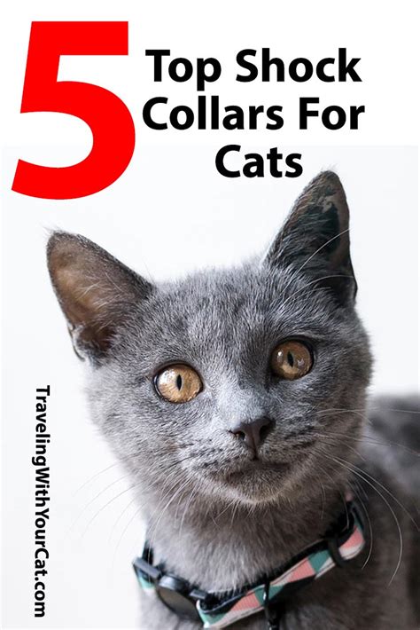 With comfortable cat harnesses, collars and leashes, you can keep your cat safe and give her a dash of personality. The Top Five Shock Collars For Cats, And What You Need To ...