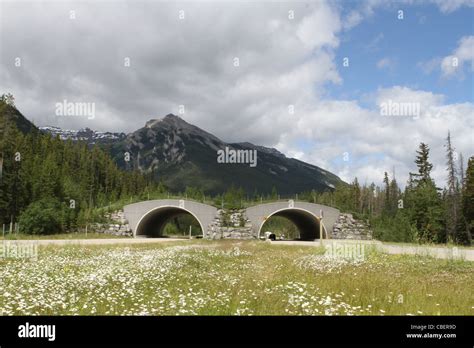 Wildlife Crossing Banff National Park Alberta Canada Stock Photo Alamy