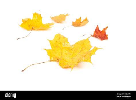 Yellow Maple Leaf Isolated On White Background Stock Photo Alamy