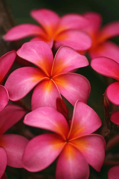 Pink Plumerias Plumeria Flowers Hawaiian Flowers Beautiful Flowers
