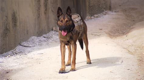 Luckily, we've combed through the service's streaming offerings to find the best kids' movies on netflix — including some new movies that have just arrived that you maybe weren't able to see in theaters. Meet the 4-legged star of new movie 'Max' - NBC News