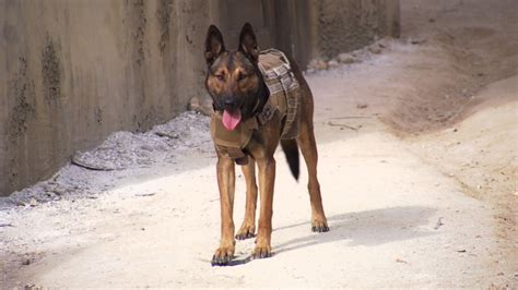 Max the military dog is a movie inspired by the lives of our canine war heroes. Meet the 4-legged star of new movie 'Max'