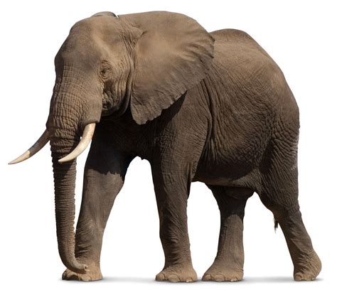 Elephant Png Images 19 Free Cliparts Download Images On Clipground 2024