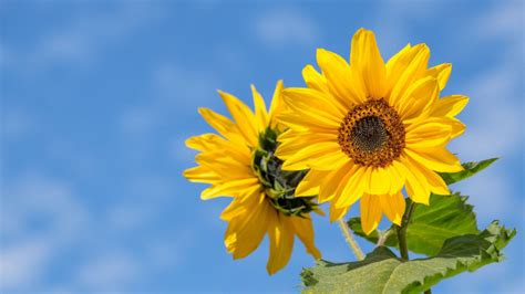 Beautiful Sunflower Wallpaper 50180 Baltana