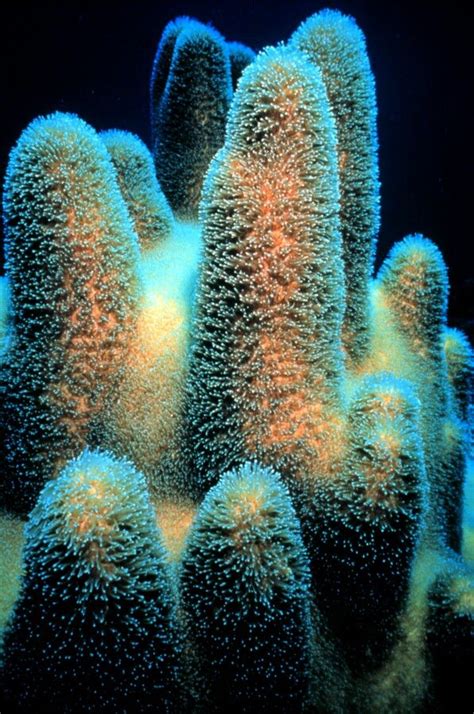 Coral Looks As If Its Bioluminescent Ocean Creatures Life Under The