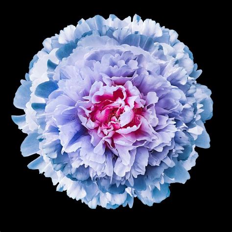 Blue Peony Flower Stock Photo Image Of Seasonal Floral 6789258