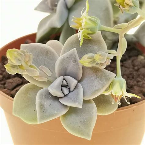 Graptopetalum Paraguayense Cm Crassulaceae Giromagi Vendita Piante Grasse