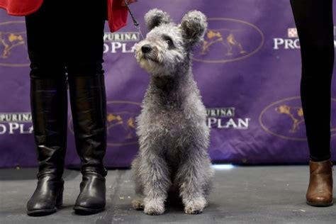 Westminster Dog Show 2017 Meet The New Breeds The New York Times