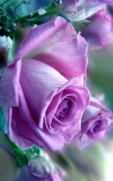 Pin By Sahar Ahmadpoor On Flowers Purple Flowers Purple Roses