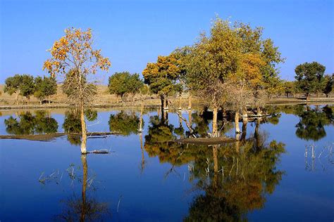 Displaced native old english ēa. Trees in River, Tarim River Pictures, Images of Tarim ...