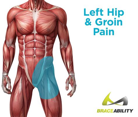 What Is The Muscles Located Above Back Right Hip Muscles Of The Leg And Foot Groin Muscle