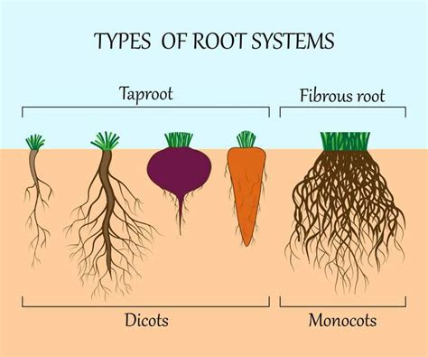 Plants With Fibrous Roots Common Examples And Characteristics