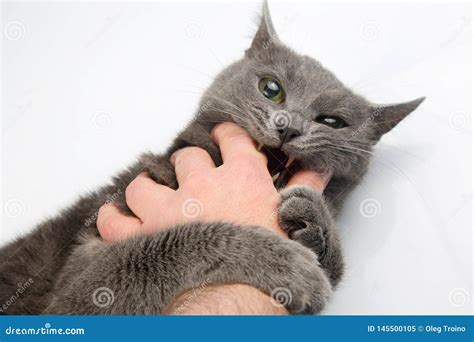 Aggressive Grey Cat Bites Man`s Hand Stock Image Image Of Feline