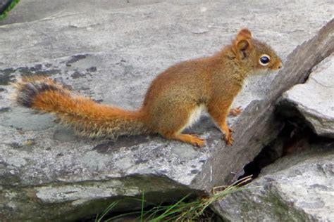 Squirrel Species Wildlife Removal Plus