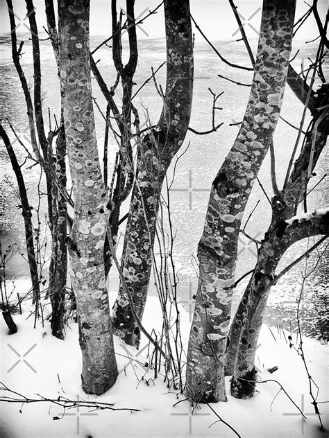 Black And White Trees Art Print For Sale By Karens224 Redbubble