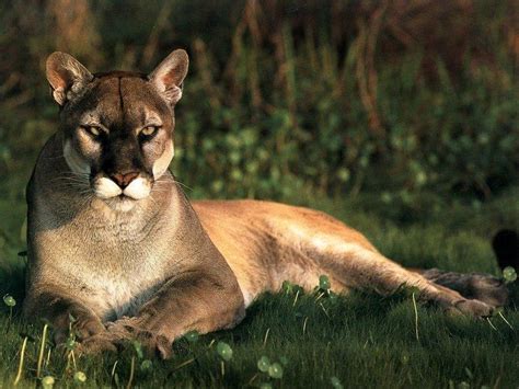 Pumas are territorial animals and territories depend on terrain, vegetation and the abundance of prey. Puma americano Animal / Fauna - Taringa!