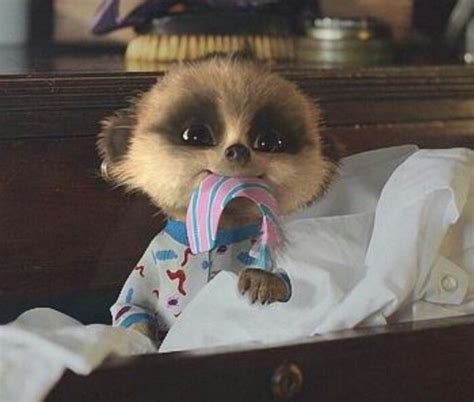 Baby Oleg With Whats Left Of Sergeis Tie Baby Meerkat Cute Babies